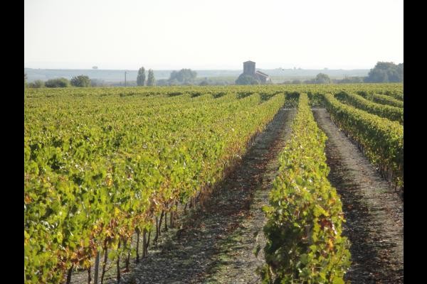 Vignoble ©CMT17