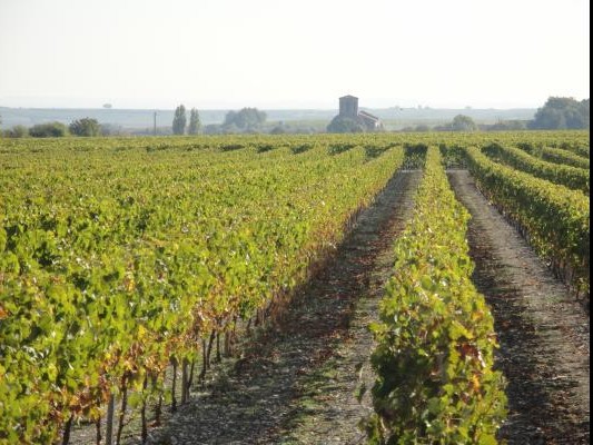 Vineyard ©CMT17