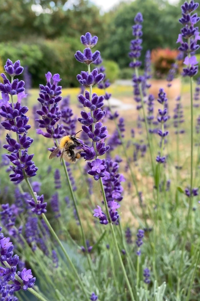 Visite d'une abeille à l'Escale Canal
