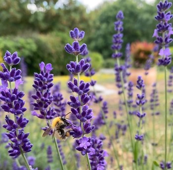 Visite d'une abeille à l'Escale Canal