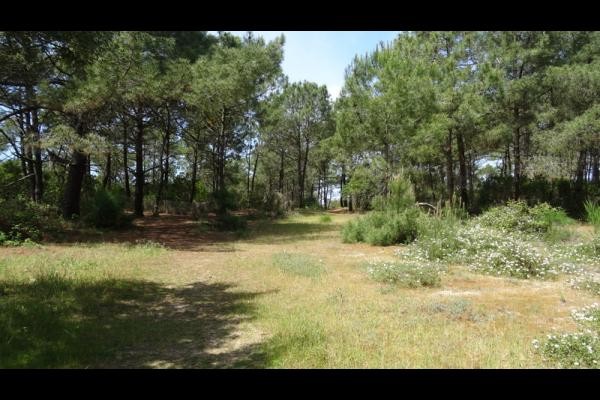 chemin vers l'Océan en face de la maison