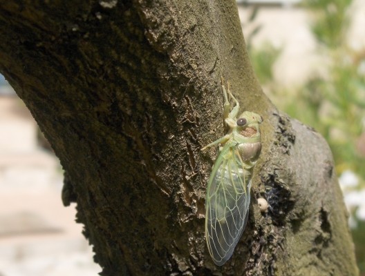 cigale sur l'olivier du jardin