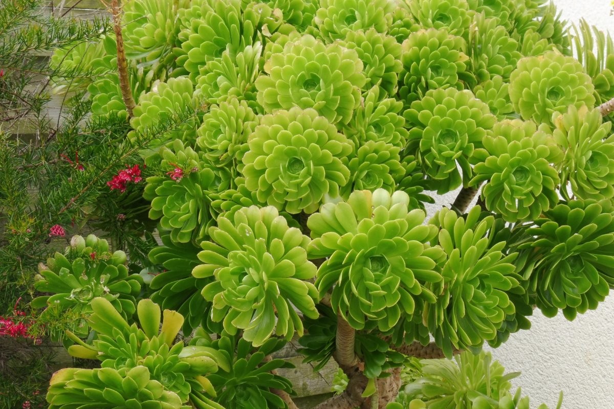 Jardin clos agrémenté de plants d'aechnium