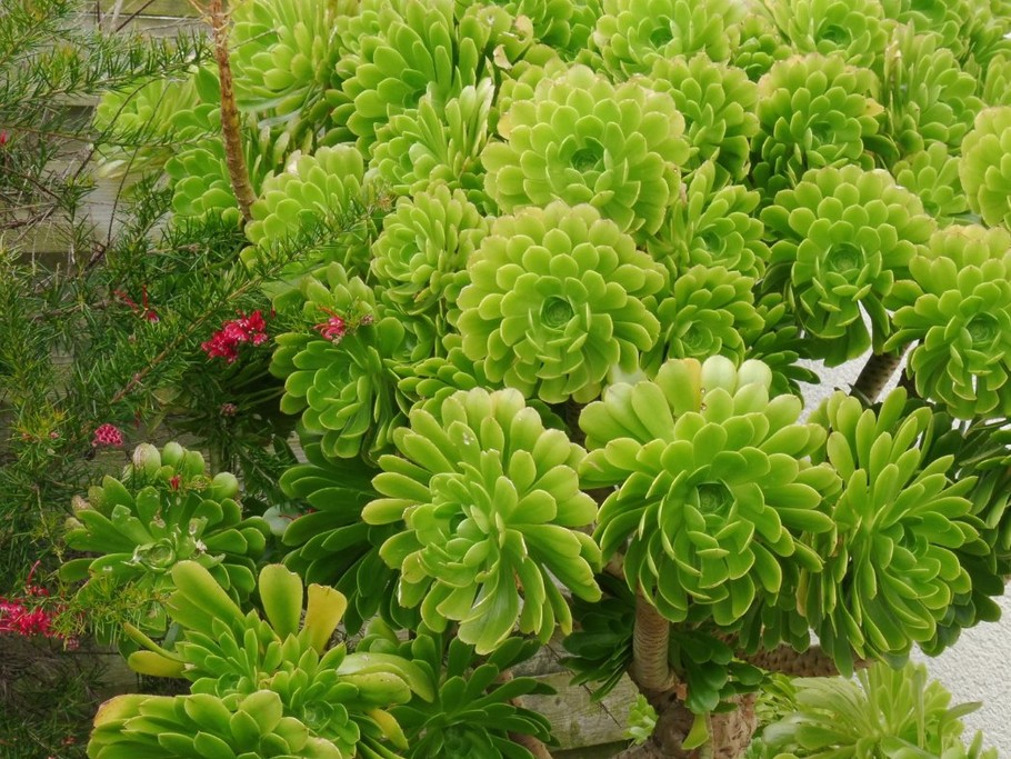 Jardin clos agrémenté de plants d'aechnium