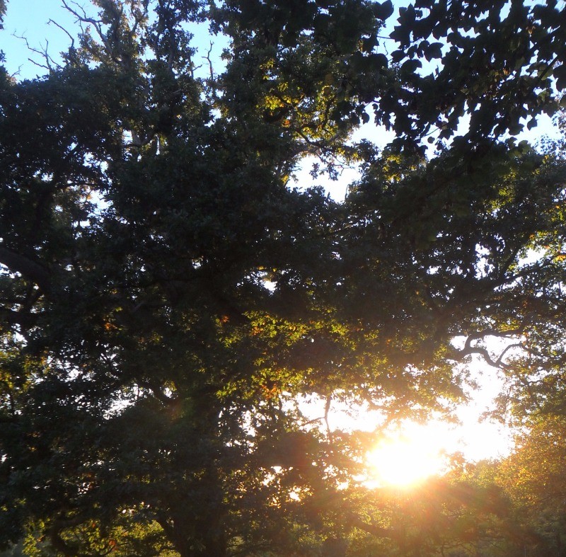 de magnifiques arbres dans le parc de Kerhir