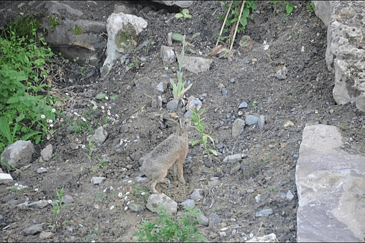 Un petit visiteur dans notre jardin