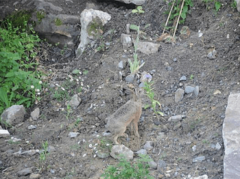 Un petit visiteur dans notre jardin