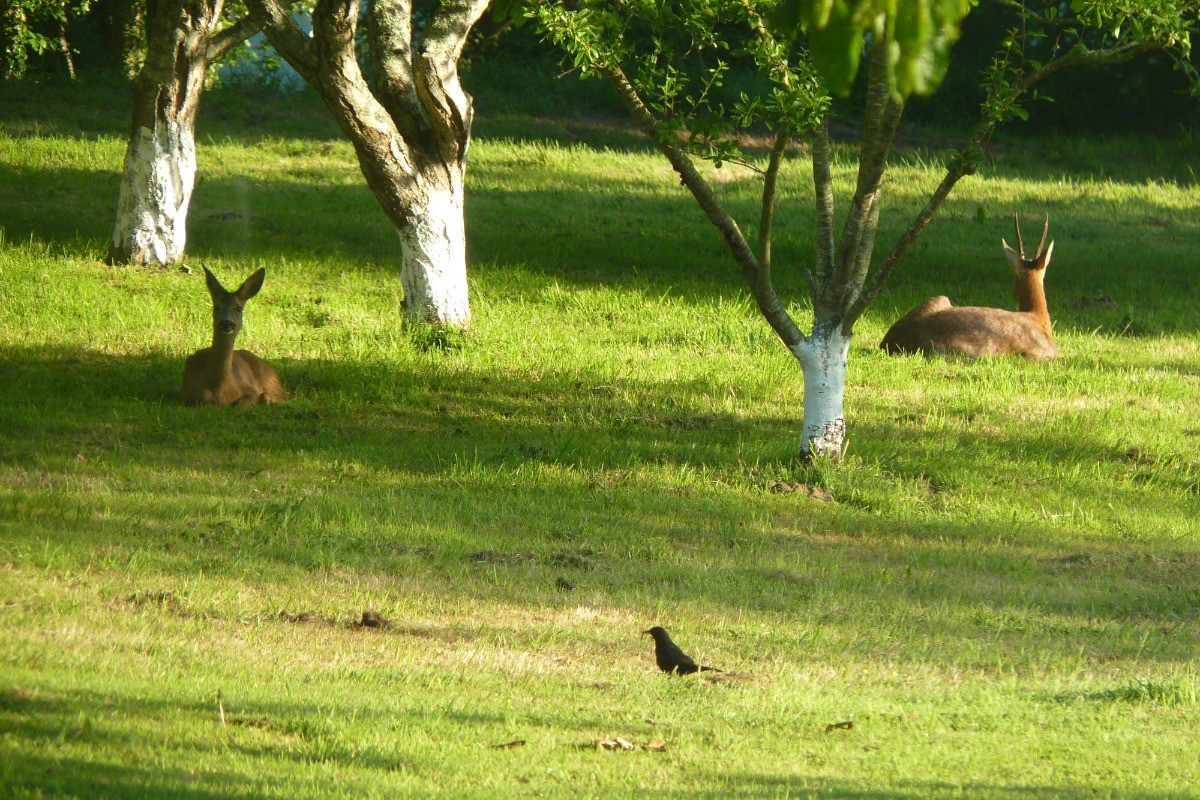 le parc