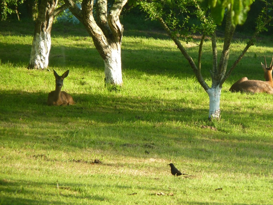 le parc