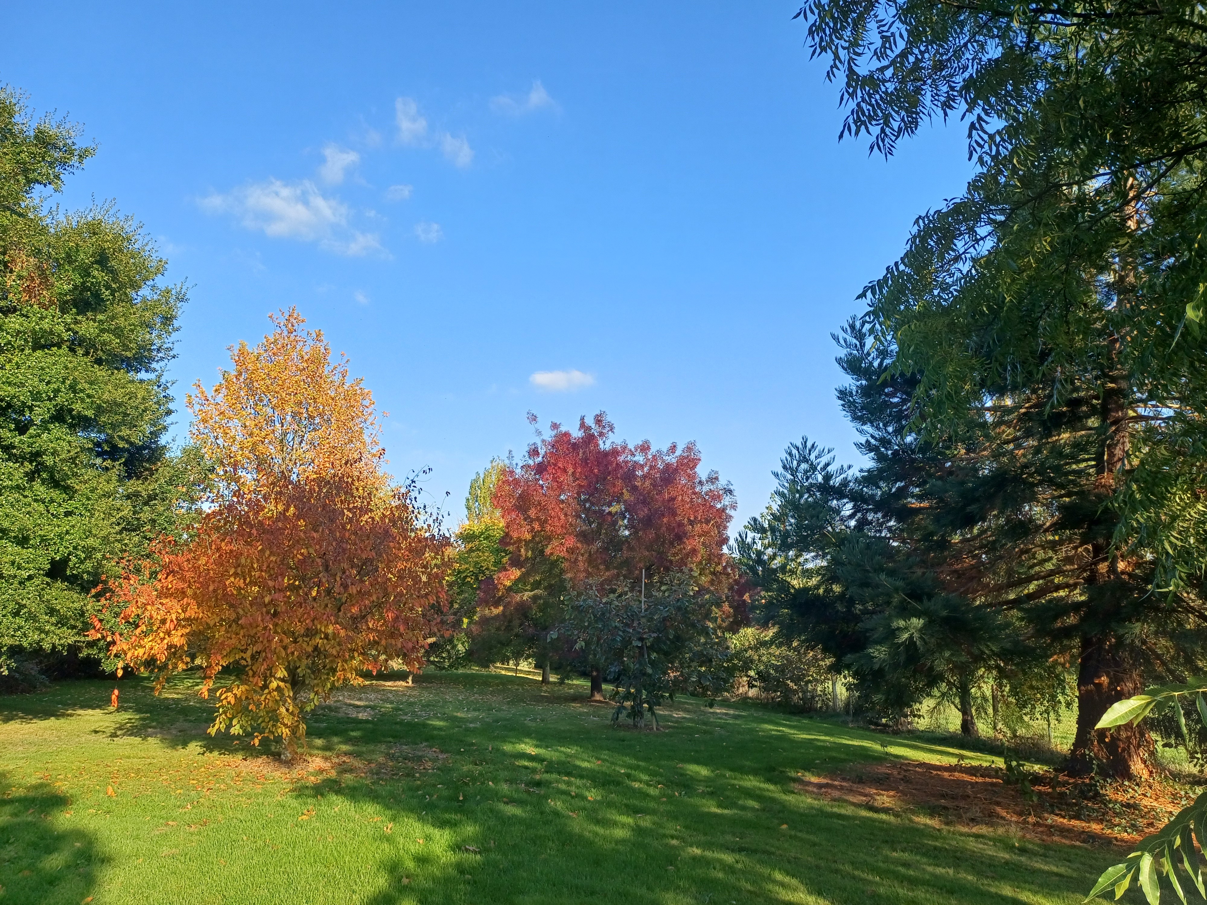 the trees in the garden