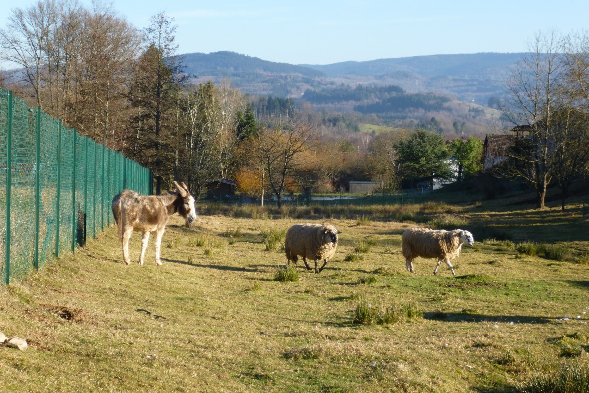 Nos animaux - Ane, moutons, basse cour - Chalet Au Pied du Kemberg - Vosges
