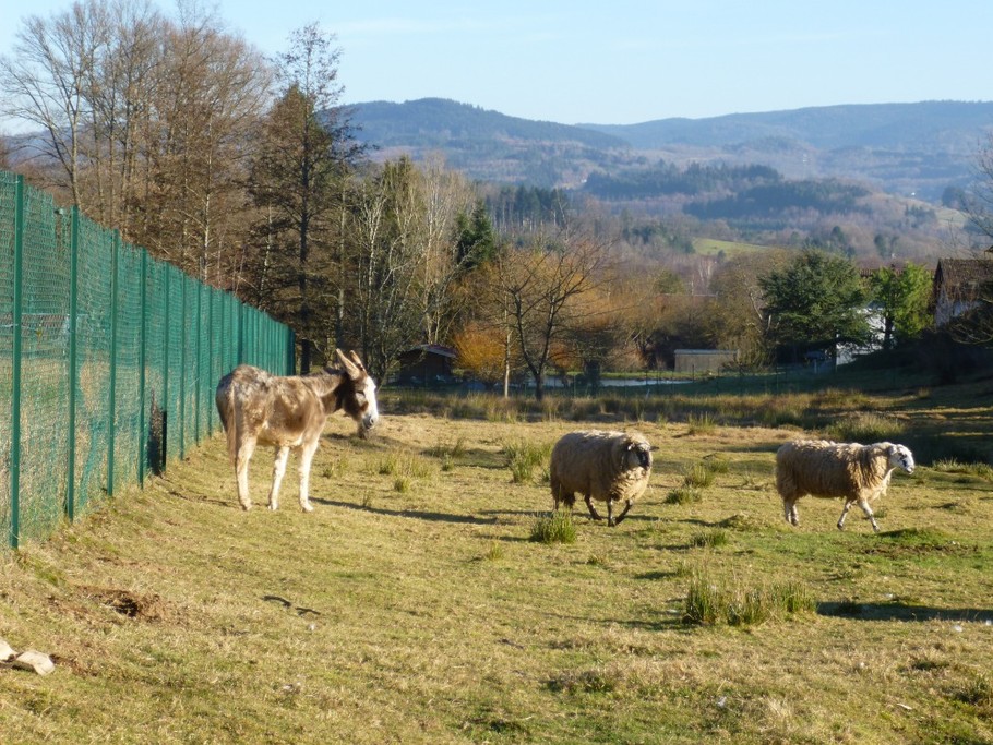 Nos animaux - Ane, moutons, basse cour - Chalet Au Pied du Kemberg - Vosges