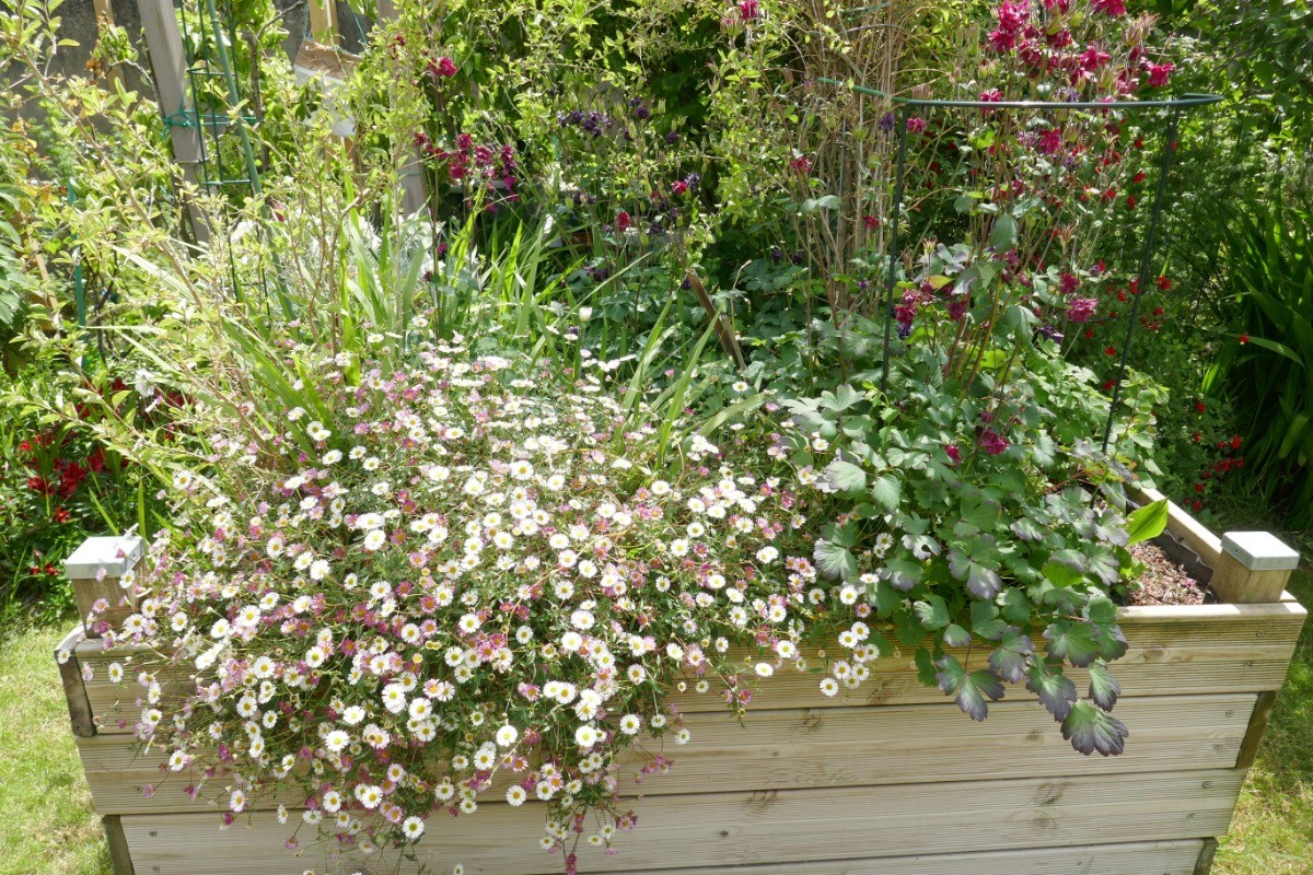 Jardin fleuri