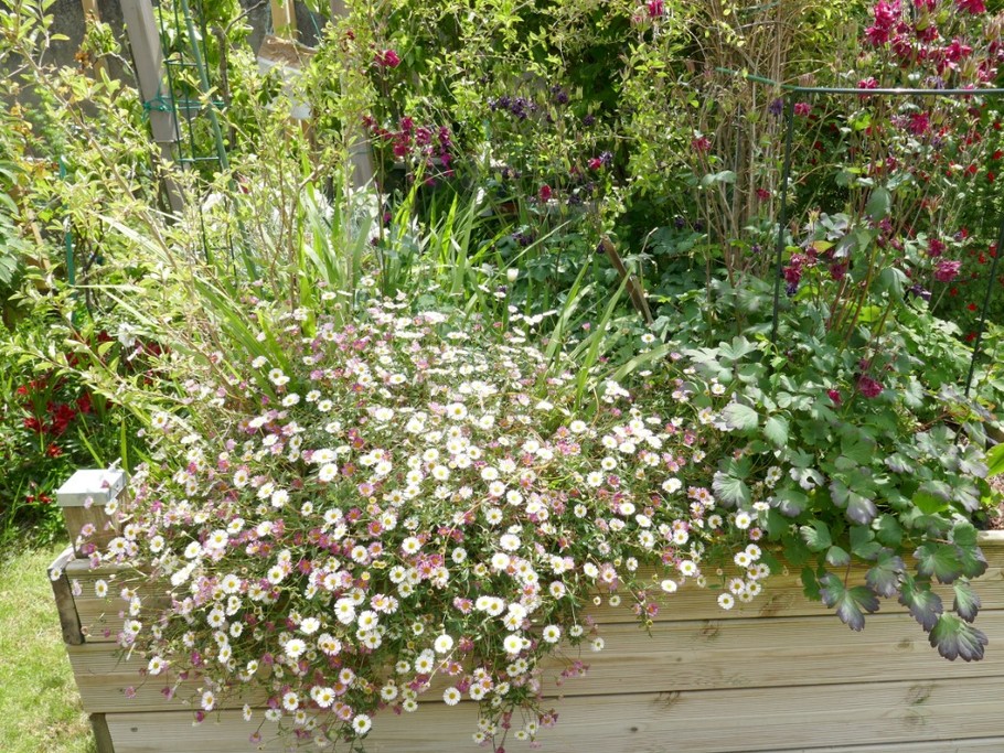 Jardin fleuri