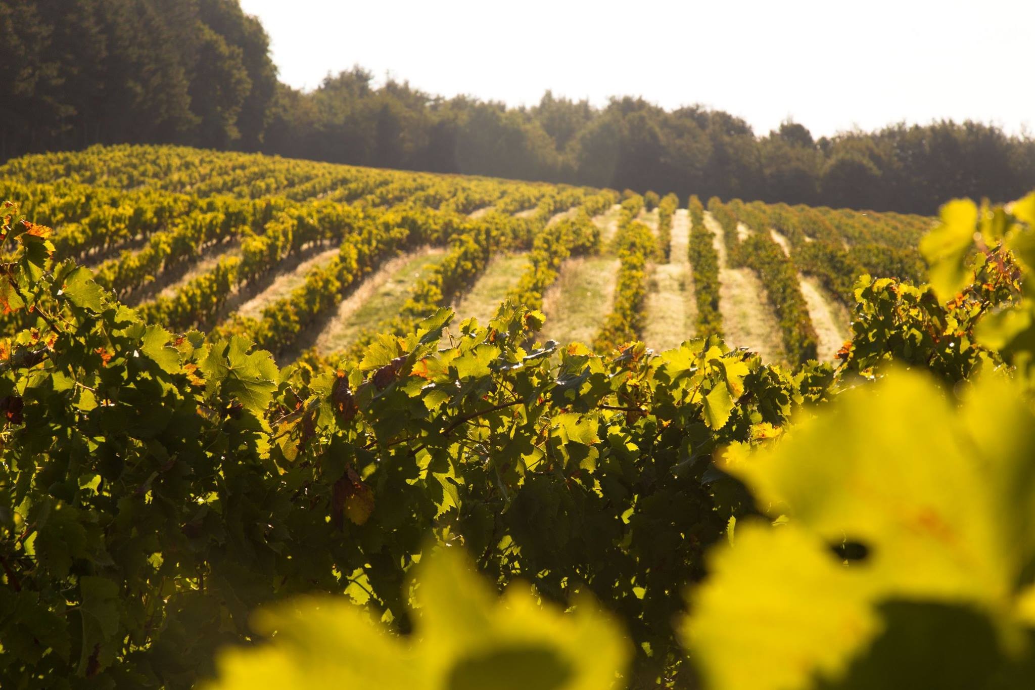 Les vignes du Domaine de Bilé
