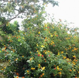 Image n° 3 de la location