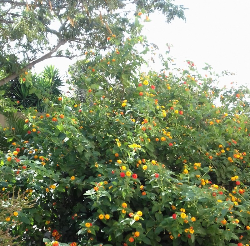 Photo n° 3 de la location