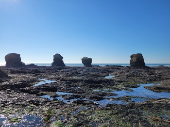Les 5 pineaux