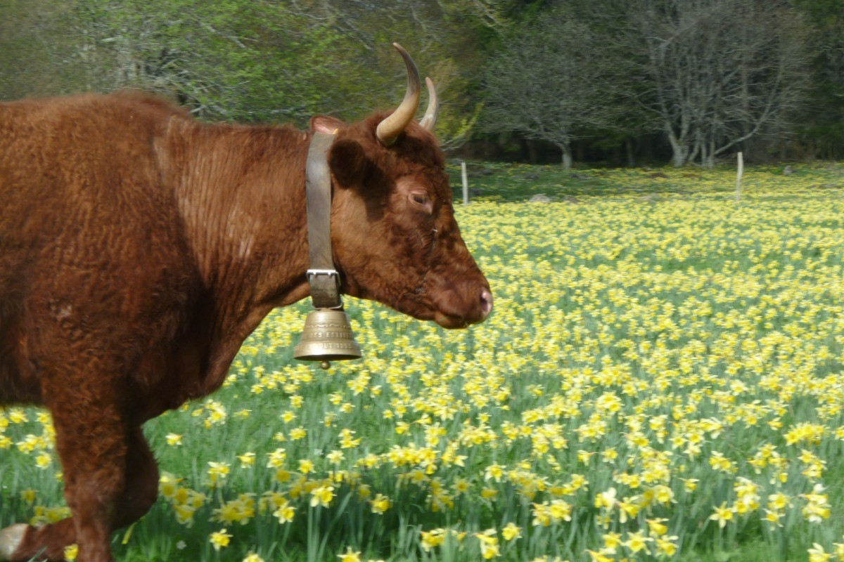 vache salers dans une prairie de jonquilles sauvages