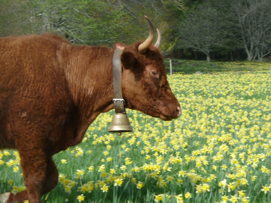 vache salers dans une prairie de jonquilles sauvages