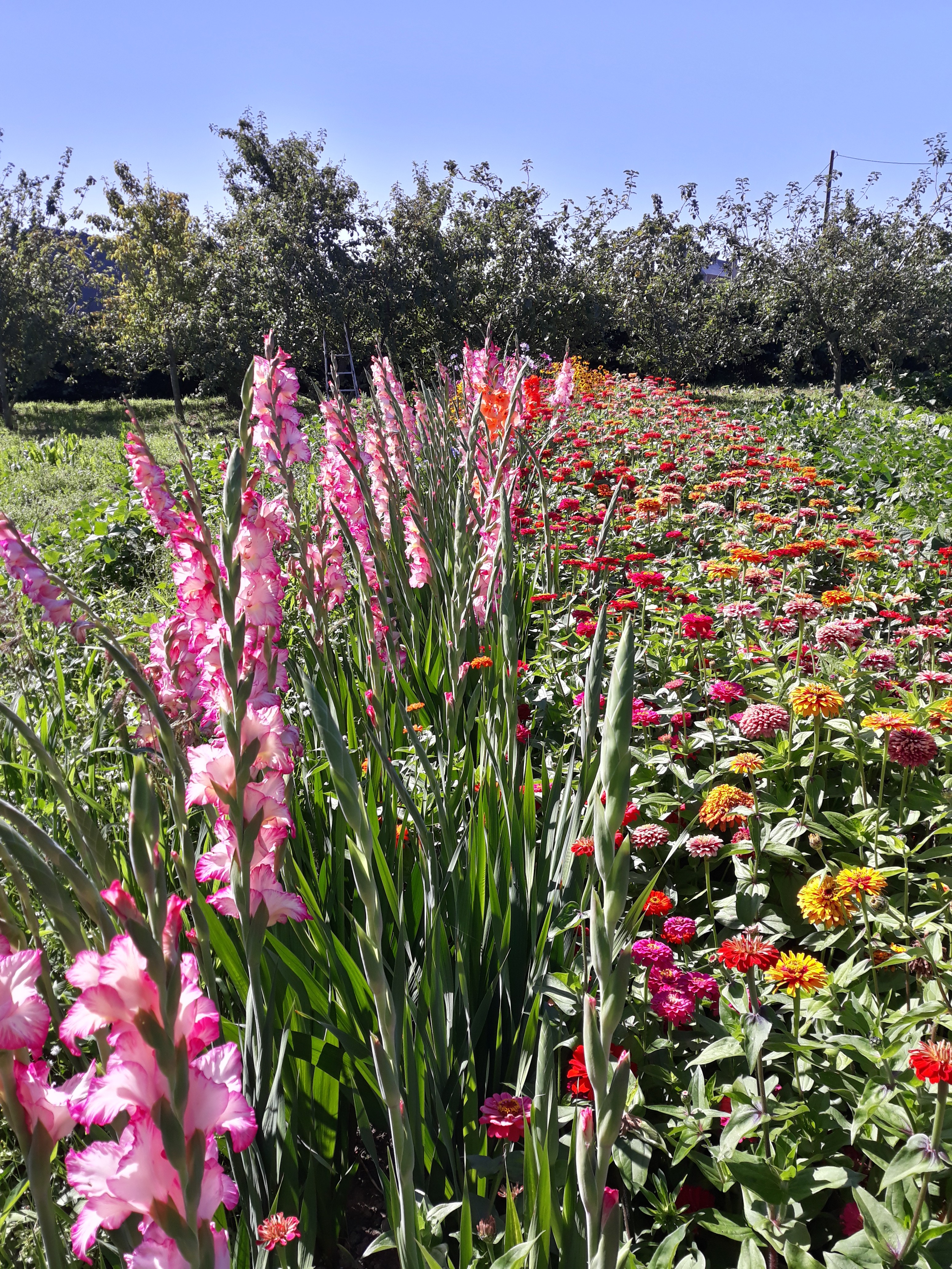jardin fleuri