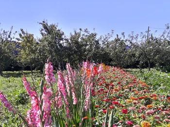 jardin fleuri