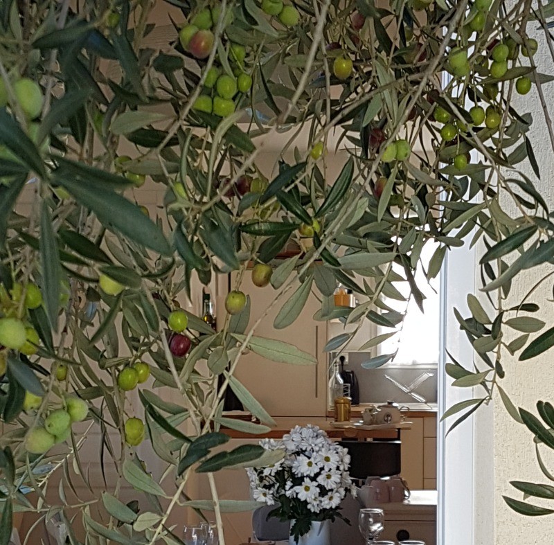 Photo n° 8 de la location