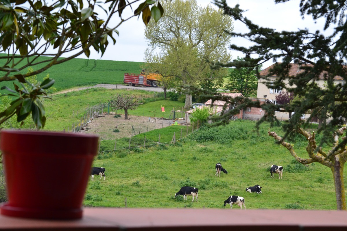 Clevacances - Gîte Chez Franssou Graulhet dans le Tarn en Occitanie - troupeau de vaches