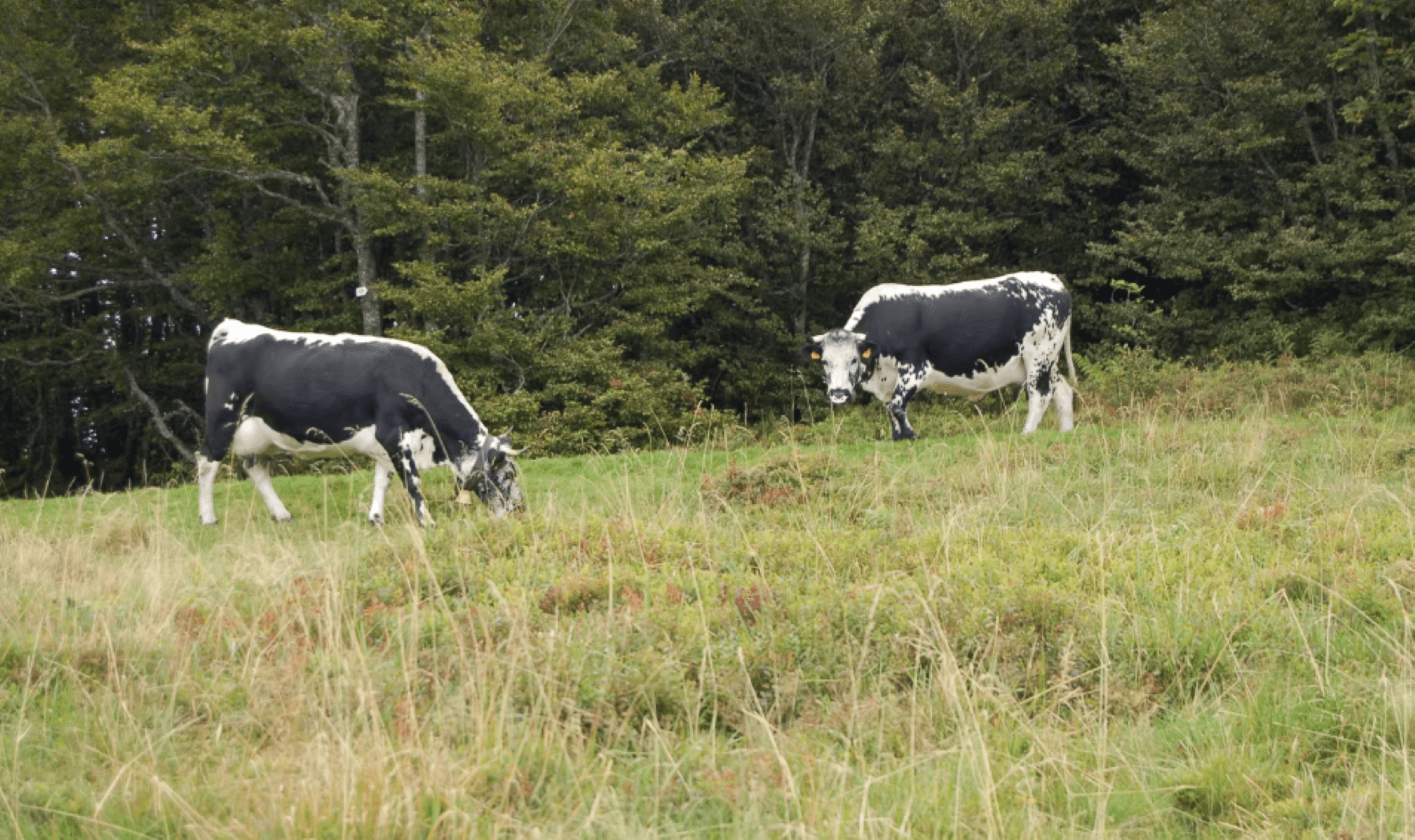 Vaches Vosgiennes