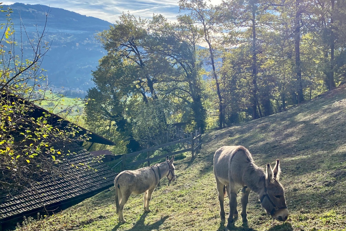 Nos petits voisins
