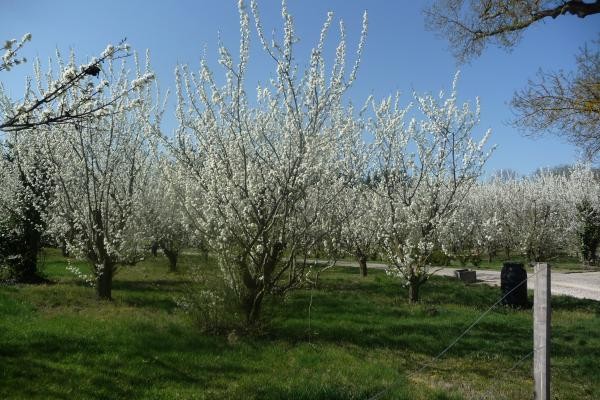 le verger au printemps
