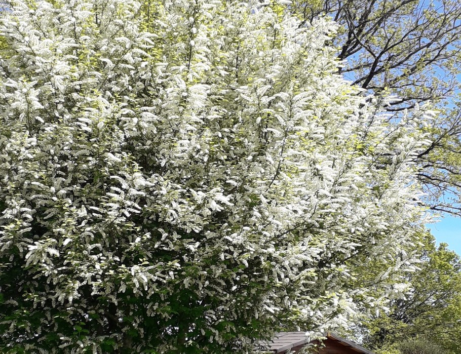 CABANE DE JARDIN Gîte LES THUYAS HAUTE-VIENNE