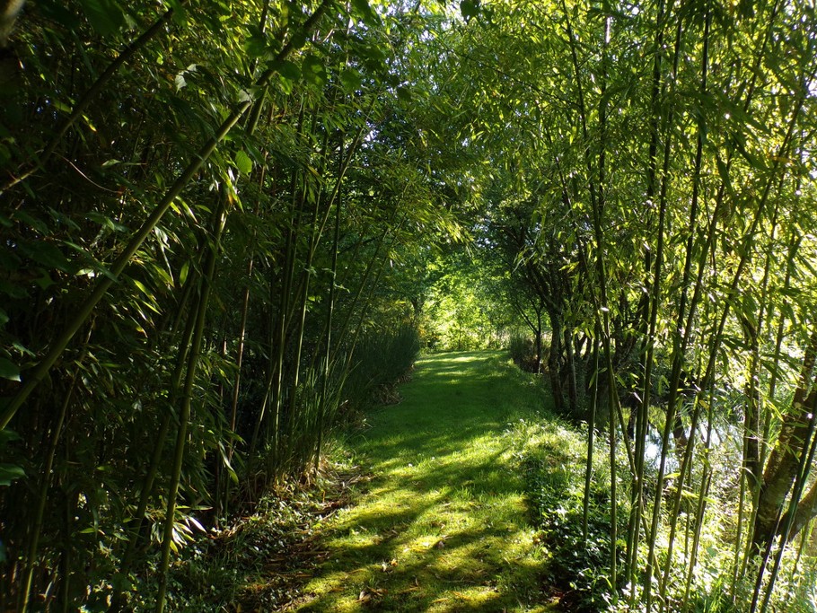 L'ALLEE DES BAMBOUS
