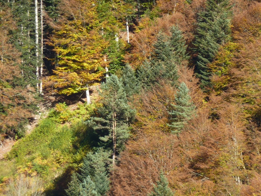 AUTOMNE 10/2016