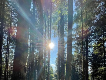 Hiking in the forest or on the summits, nature is everywhere around the gîte!