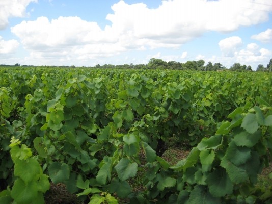The Nantes vineyards