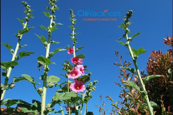 Le ciel magnifiquement bleu et toujours de jolies roses treimière