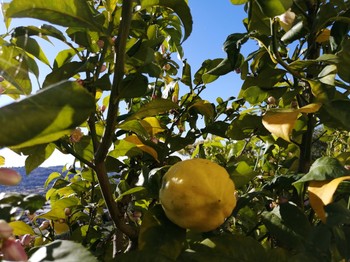 exterieur jardin vue panoramique errasse chambre