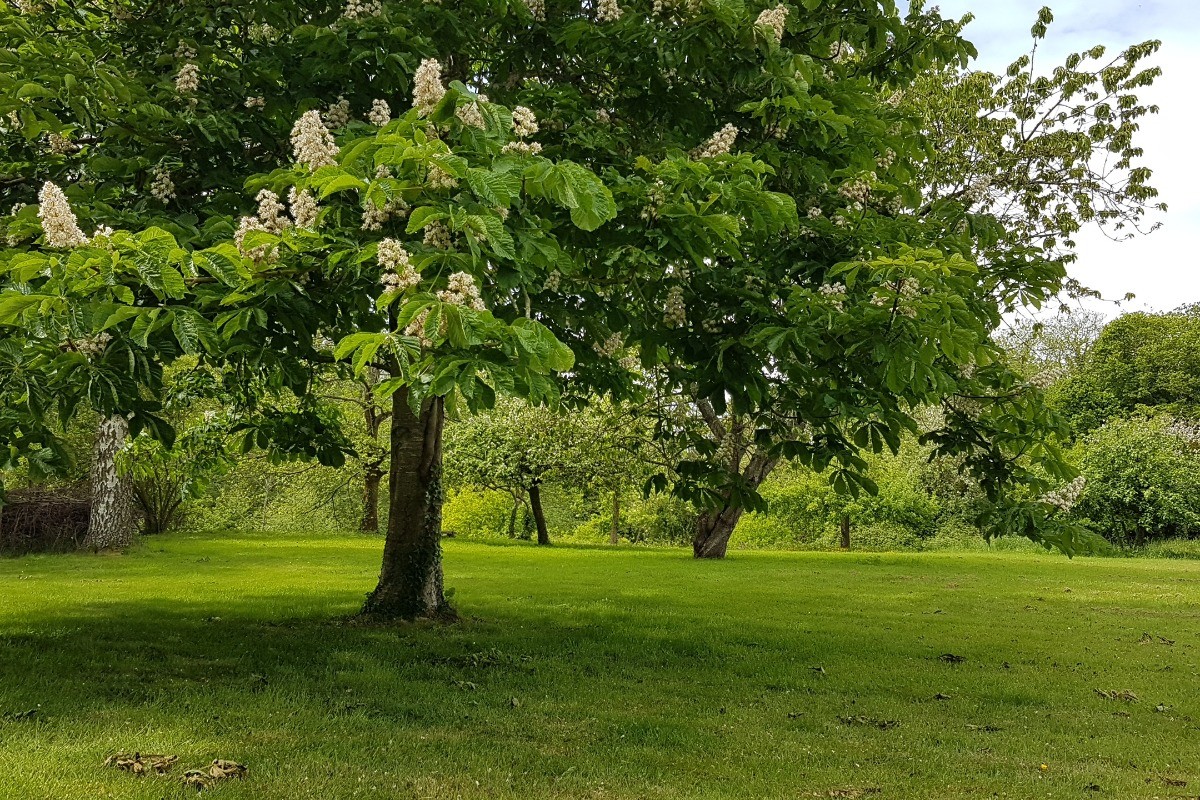 Le parc arboré à l'arrière du gîte - Le cellier d'Halouze