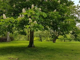Le parc arboré à l'arrière du gîte - Le cellier d'Halouze