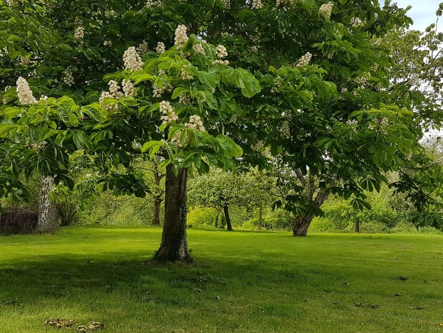 Le parc arboré à l'arrière du gîte - Le cellier d'Halouze