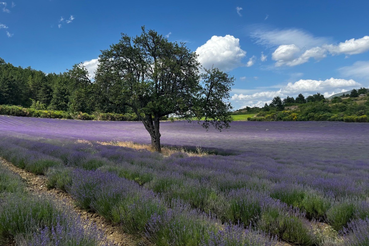 champ de lavande en Vaucluse
