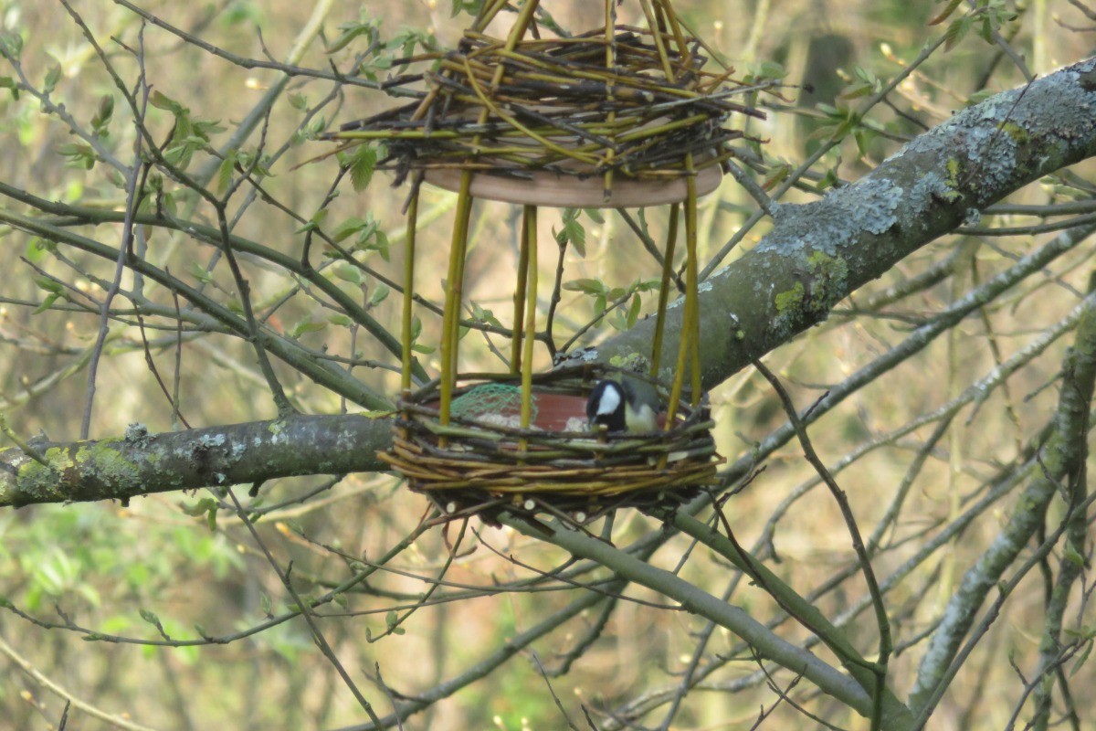 mésange dans la mangeoire