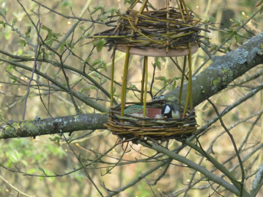 mésange dans la mangeoire