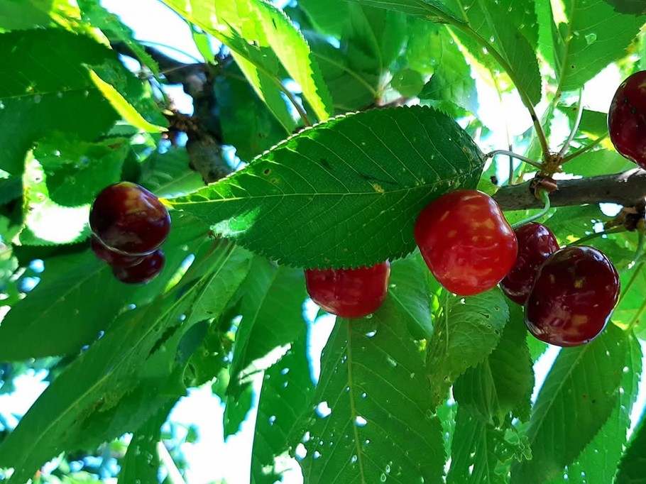 ceret cherry capital
