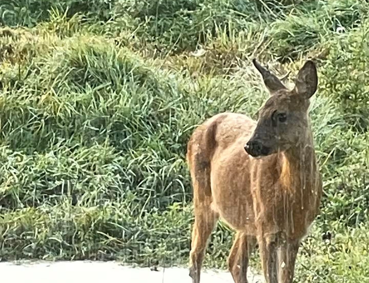 Chalet atypique en A, l'Armorique, en pleine nature dans les Vosges