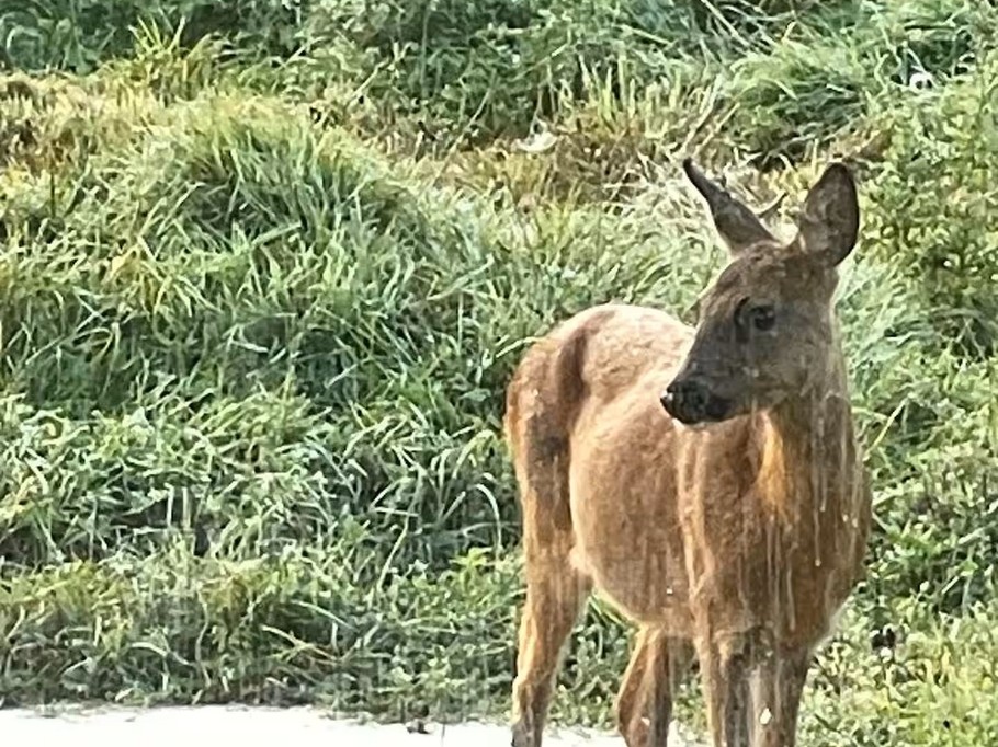 Chalet atypique en A, l'Armorique, en pleine nature dans les Vosges