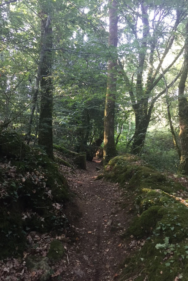 Bois de Mériadec