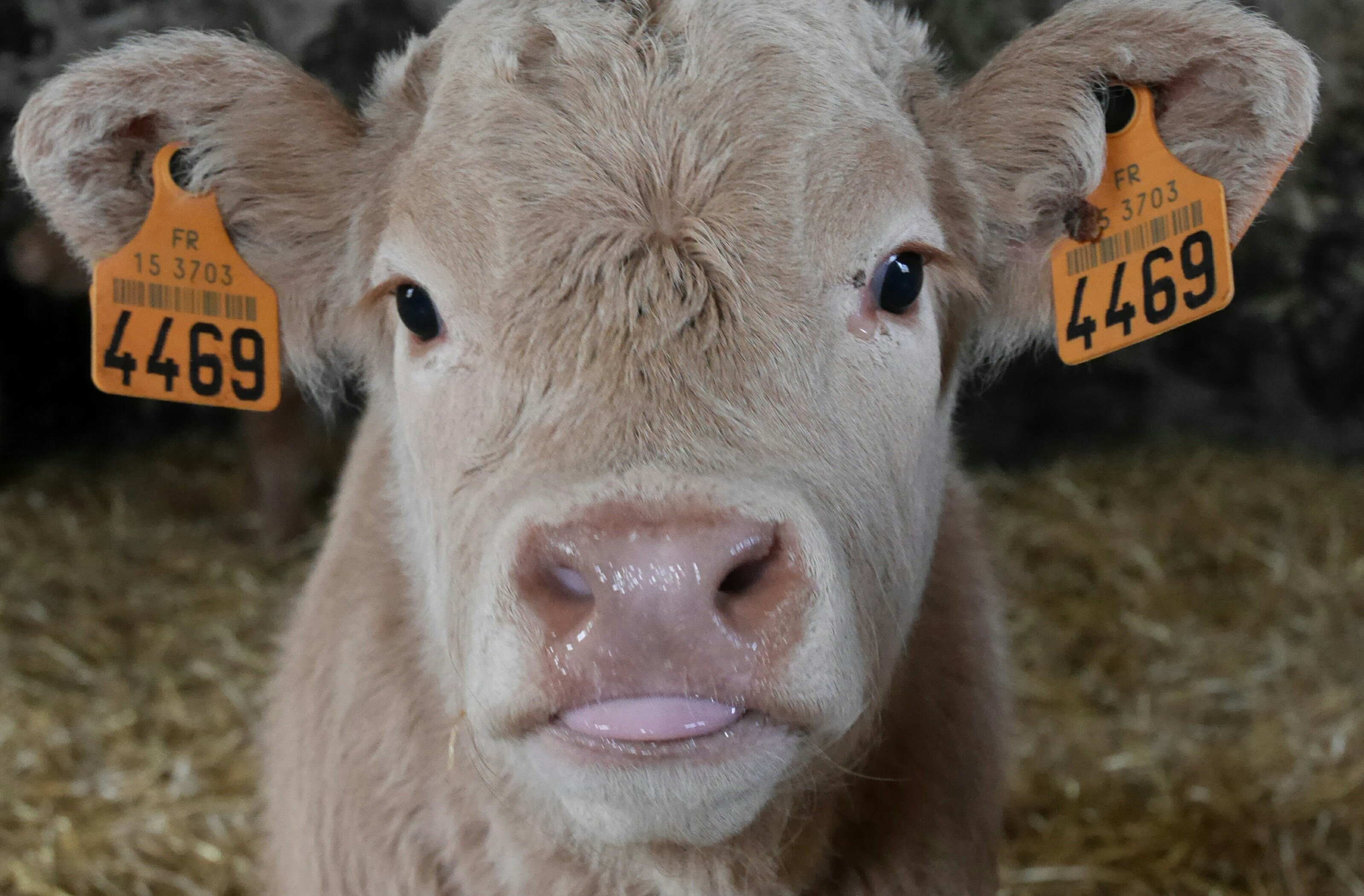Petit veau né à la ferme
