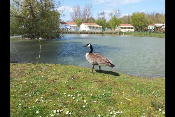 au bord de l'étang